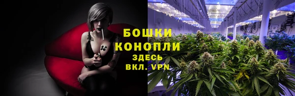 шишки Аркадак